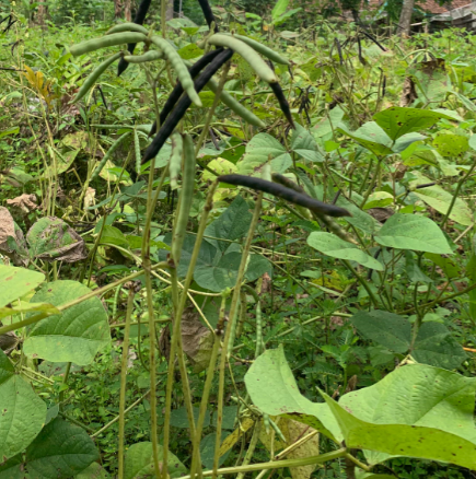 Petani di Sawah