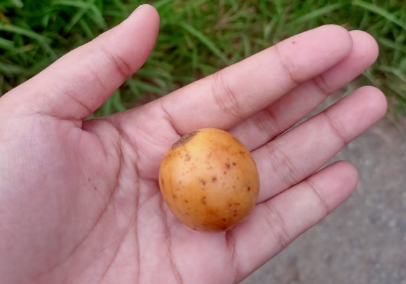 Lahan Pertanian