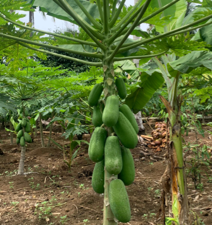 Hasil Panen Padi